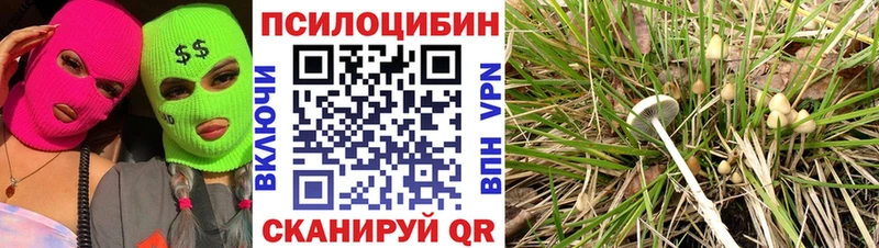 продажа наркотиков  omg   Галлюциногенные грибы мицелий  Нюрба 